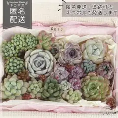 多肉植物 カット苗 詰め合わせ 寄せ植えセット エケベリア ｜S077