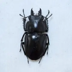 2026年最新】マルバネクワガタの人気アイテム - メルカリ