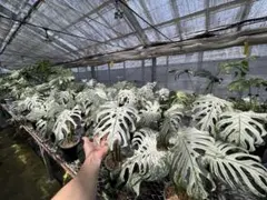 モンステラデリシオーサ デビルモンスターTC苗 順化済み - メルカリ