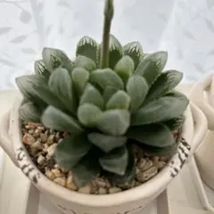 オブツーサのサムネイル