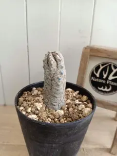 2026年最新】アブデルクリの人気アイテム - メルカリ