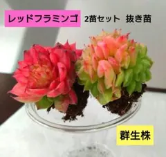 ひろやん様 リクエスト 2点 まとめ商品