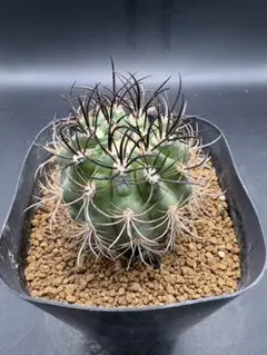 ギムノカリキウム フェロシオール サボテン 太棘 多肉植物 - メルカリ
