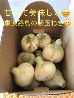 淡路島玉ねぎ　新玉ねぎ