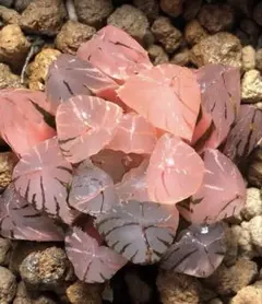よ*よ様 多肉植物　ハオルチア　OHオブツーサ錦×赤鳥オブツーサ錦　交配種　鮮明