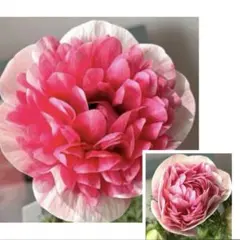 ✿めぃぷる✿様　リクエスト　おまとめ2点