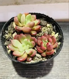 多肉✿植物˚✧₊⁺ ピンクルルビー バッシュフル 抜き苗 2つ❁⃘*.6cm