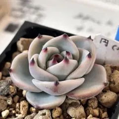 Taku様 リクエスト 3点 まとめ商品　おまとめ割100円引き適用済み