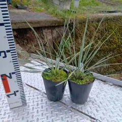 ユッカロストラータ 8苗 鉢のまま発送 - メルカリ