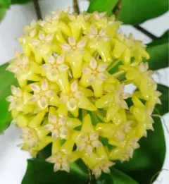 キャロット　☘️プロフ必読！☘️様 リクエスト 2点 まとめ商品