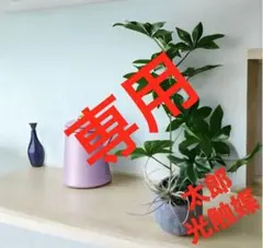 2026年最新】バオバブ 苗の人気アイテム - メルカリ