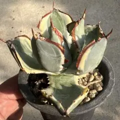 2025年最新】アガベ 甲蟹の人気アイテム - メルカリ