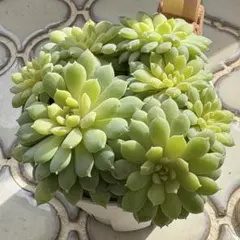 k*i様 ＊ ちょこん　おらいさん苗　ミックスベリア