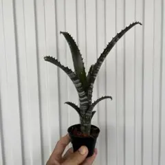Billbergia 'Novena' 子株 - メルカリ