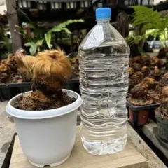 キンモウコウ 希少植物 幸運を運んでくる植物 観葉植物 金毛狗 5号鉢