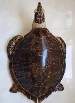 タイマイ剥製 タイマイの剥製 | sotokoto online（ソトコトオンライン）