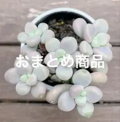 えみれん様 リクエスト 3点 まとめ商品