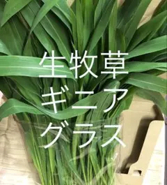 生牧草ギニアグラスのサムネイル