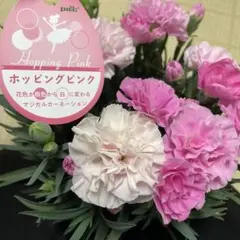 山吹色様 リクエスト 3点 まとめ商品