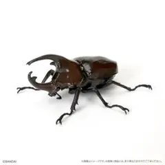 いきもの大図鑑 かぶとむし05 ケンタウルスオオカブト