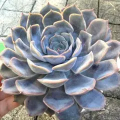 多肉植物　エケベリア　「オリオン×ラグジュアリー」　大苗