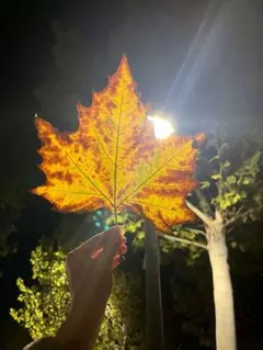 Item thumbnail for item 7d6eb1ec-8be2-42dd-a847-7d117e4b9e4d