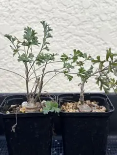 2025年最新】パキポディウムの人気アイテム - メルカリ