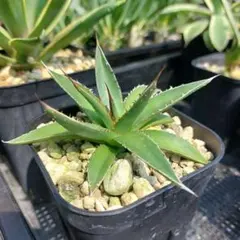 値下げ❗️ アガベ　ホリダ　ペロテンシス　斑入り　子株 Yahoo!オークション - アガベ ホリダ ペロテンシス