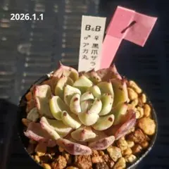 あ*く様 エケベリア セット④ 札付き　ぼのぼのさん苗 2026年最新】ぼのぼの苗 札付き 多肉植物の人気アイテム - メルカリ