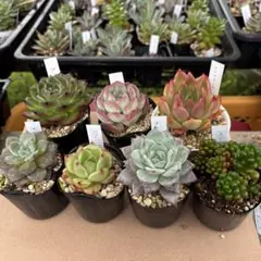 多肉植物 七福神 11株 抜き苗 - メルカリ