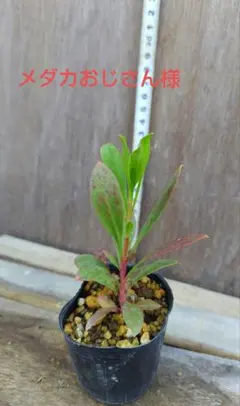 メダカおじさん様専用　キングプロテア苗