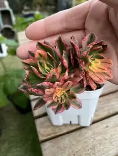 2026年最新】ブロンズメタル錦の人気アイテム - メルカリ