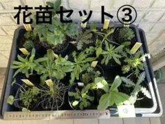 花苗セット③