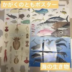 かがくのとも　ポスター　海の生き物　５枚セット