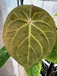 anthurium mystica88×rvdp（カット株） mystica88×rvdp（カット株） - メルカリ
