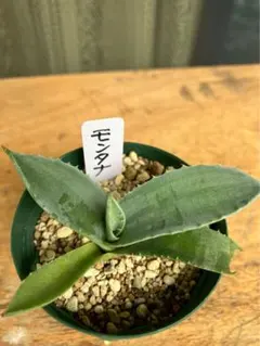 taxi様 リクエスト 3点 まとめ商品