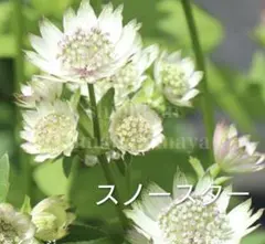 宿根アストランティア株分け苗✿スノースター ✿Fのサムネイル