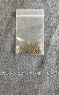 カラスノエンドウの種（100粒）のサムネイル