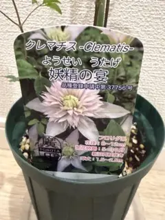 花苗 アトラゲネ系 クレマチス苗 入手困難 生花 切り花 四季咲き