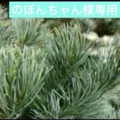 松の枝　　☆のぼんちゃん様専用☆