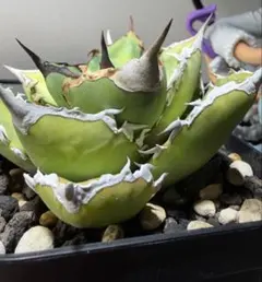 2026年最新】アカベ白犀牛の人気アイテム - メルカリ