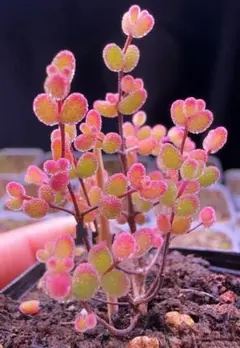 mami様 リクエスト 4点 まとめ商品