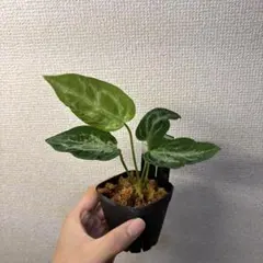 ワイルド株｜斑入ザミオクルカス ザミイフォリア｜希少｜タイ産 - メルカリ