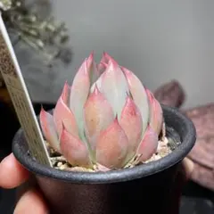 ミックスベリア 060 桜鬼 楽天市場】多肉植物 oriミックスベリア No.060 桜鬼 多肉植物 お