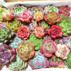 d49多肉植物エケベリア〈カット苗〉☆寄植えMIX☆