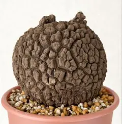 2025年最新】塊根植物の人気アイテム - メルカリ