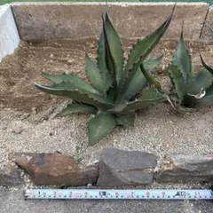 2026年最新】アガベモンタナの人気アイテム - メルカリ
