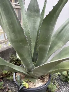 アガベ最大級種 アトロビレンスシグマトフィラ カキコ 巨大カキコ株
