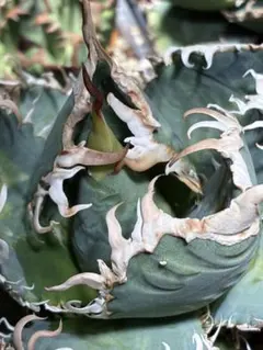 2026年最新】ゴジラ 台湾の人気アイテム - メルカリ