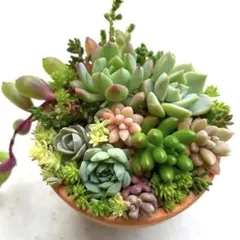 多肉植物　セダム　エケベリア 抜き苗　カット苗詰め合わせ